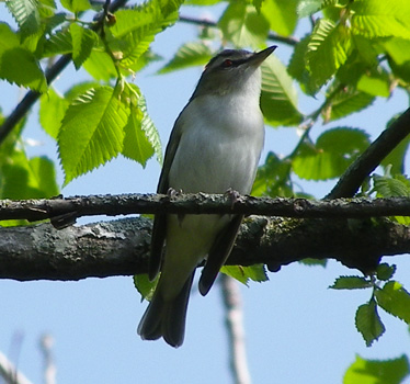 Red-eyed Vireo 5_14_2013